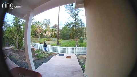 Brave Corgi Was Not Afraid To Chase After Coyote Through The Yard RingTV
