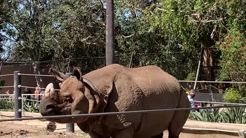 Zoo Onlookers Surprised by Rhino Appendage