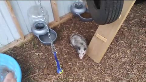 😄 Miss Fussy Pants Opossum