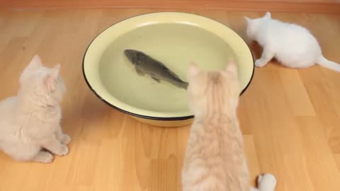Cat Reactions To Real Live Fish