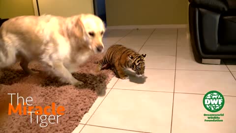 Tiger cub meets dogs for the first time - The Miracle Tiger