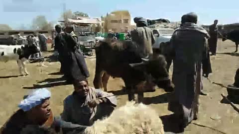 دكر العجل بسوق السبت باسنا يوم 9.3.2019