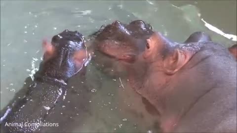 Baby Hippos Swimming - CUTEST Compilation