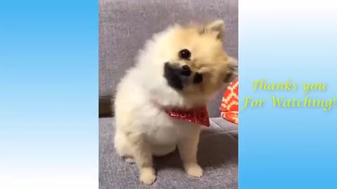 Be Prepared To Laugh| Funny Animals Compilation