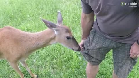 Stealthy wild deer incredibly pickpockets this man for corn