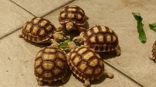 5 Turtles Eat Lettuce Leaves - Home Tortois