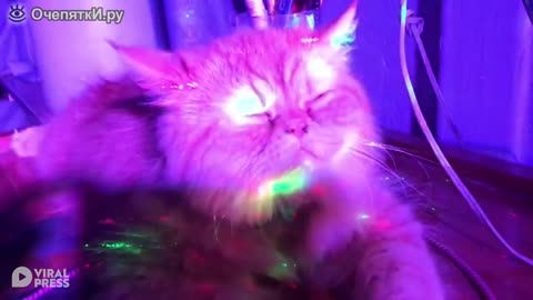 The cat relaxes under the disco