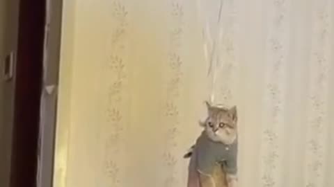 Cute cat full funny 🤣🤣 video