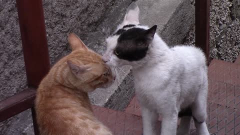 Woow!! talking cats