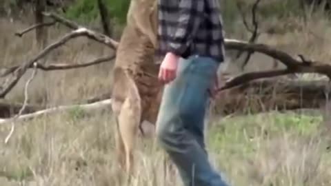 Cute kangaru videos animals