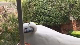 Cockatoos are Literally Destroying the House