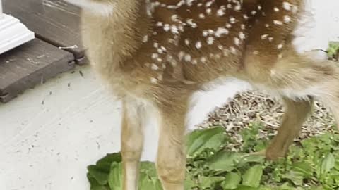 Fawn baby