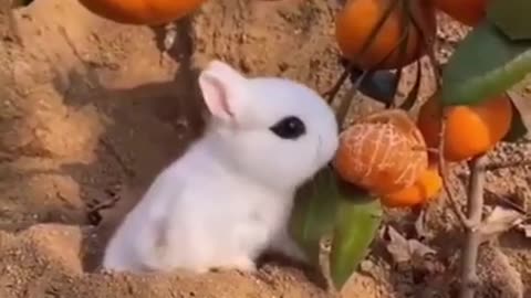 Best Funny Animal Videos of the year (2021), funniest animals