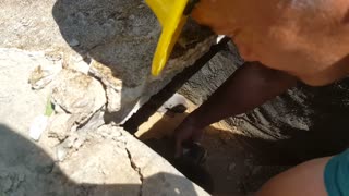 Rescuing Puppy Litter From Drain