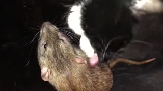 Cat Cuddles and Cleans New Rat Friend