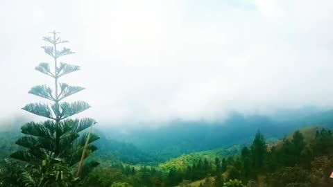 Time-lapse Misty morning Fog over the pine trees