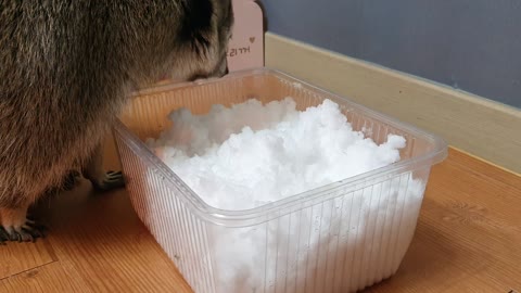 Raccoon finds snacks in the snow and eat them.