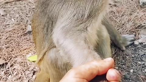 Funny monkey scared of a man