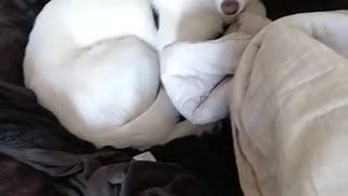 Perro con carácter se niega a salir del sofá