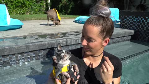 Teaching My Dogs How To Swim - Can You Really Train Your Dogs to Swim in Your Pool?