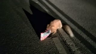 Fox in Trouble Rescued From Road