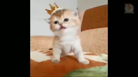 #Funny#Cat#Video#