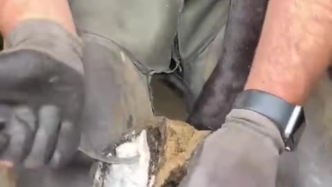 HORSE SHOE CLEANING