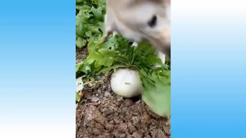 Cute Pets And Funny Animals Compilation 2021 #9