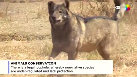 Canadian wolf pack thrives in South African sanctuary_Cut.mp4