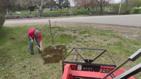 Planting an Apple Tree - 008