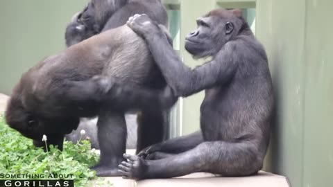 Male Gorilla Embarrassed for mom to see hit.