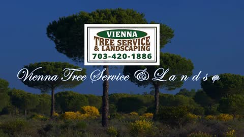 Vienna Tree Service & Landscaping | 703-420-1886