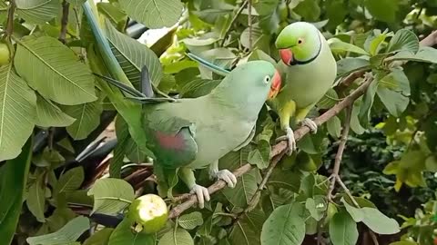 Excellent beauty of 2 green parrots eating natural guava