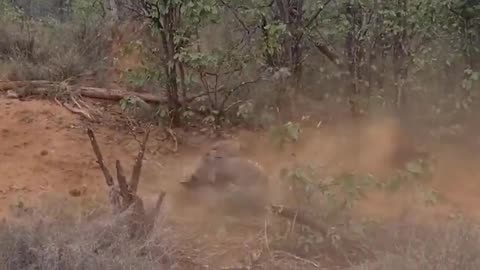 "Warthog's Revenge: 15 Fierce Counterattacks on Leopard for Menacing Baby Warthog" Description: