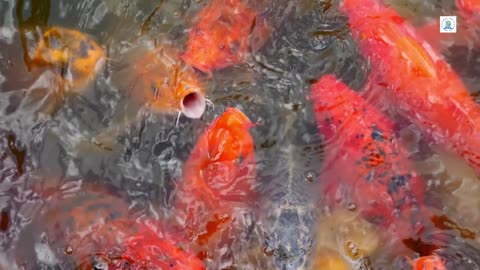 Colorful Japanese Koi