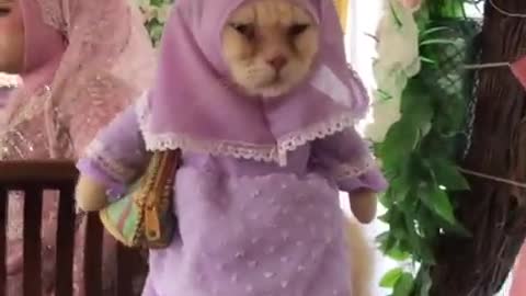 Kucing lucu berias jadi nenek nenek