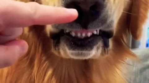 The golden retriever dental check!!!cute smart and brave !