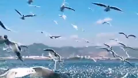 Flying seagulls