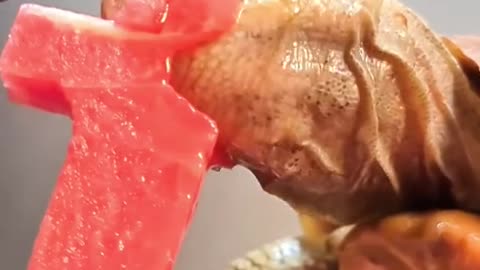 Tortoise Eating watermelon FOLLOW me for more