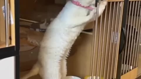 funny cat and dogs