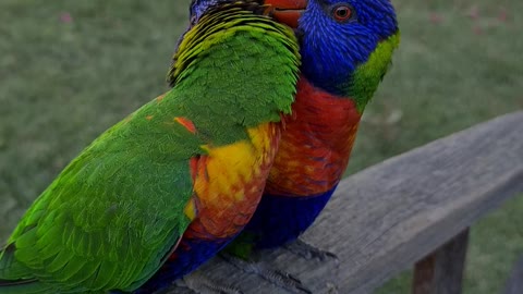 Pair of Lovely Lorikeets Preening