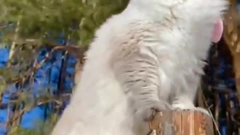 Funny Dogs and Cats Video