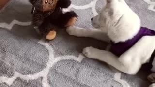 White dog looking at chewbacca stuffed animal making noise