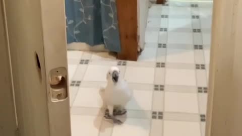 Playful cockatoo pulls on shower curtain.