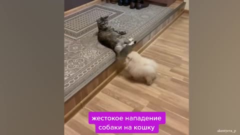 20 Minutes Trending Funny Animals 😅 Funniest Cats and Dogs 😹🐶