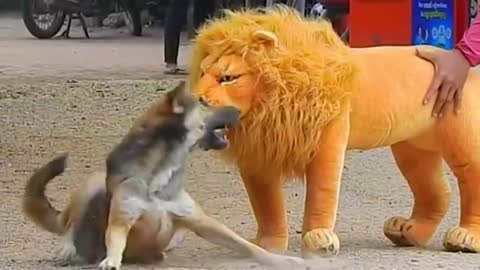 Troll Prank Dog Funny & fake Lion and Fake Tiger Prank To dog & Huge Box Prank to dog