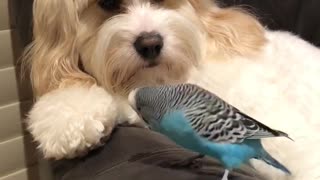 Parrot Beatboxes To Doggy Best Friend