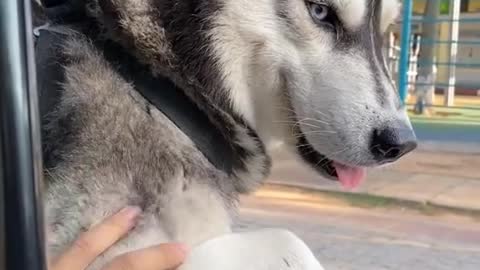 Take my husky for a ride! He seems to be curious about things around him