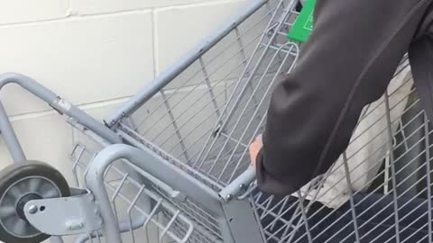 Girl rides down ramp in shopping cart and crashes into wall