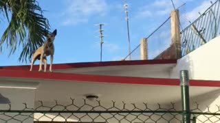 Dog on the top of the roof